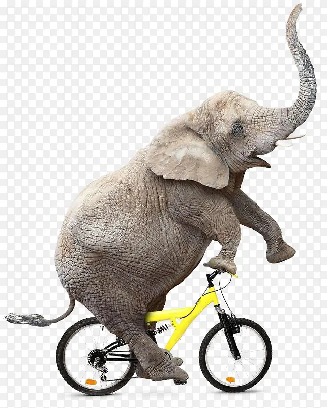 大象骑车