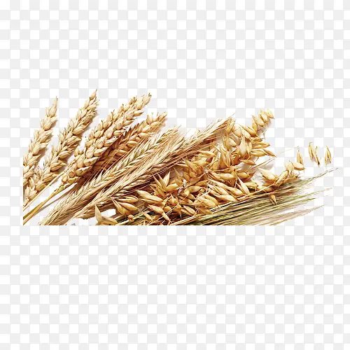 五谷杂粮小麦