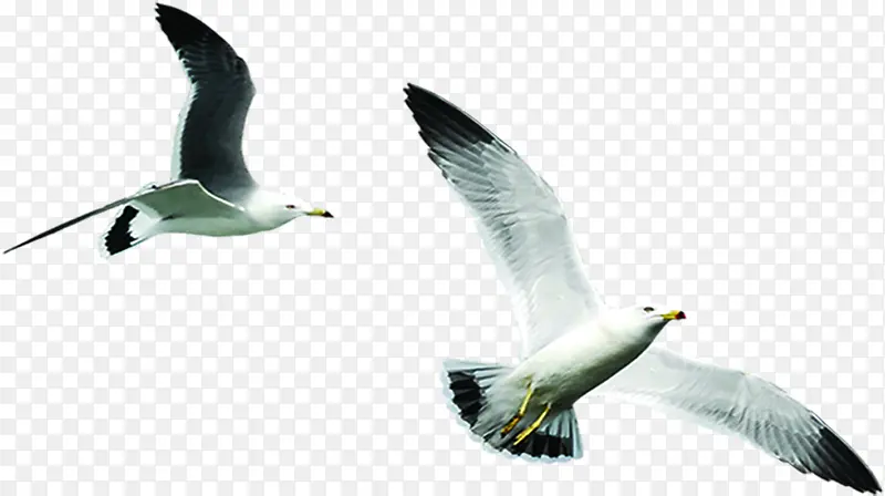 两只飞翔的海鸥