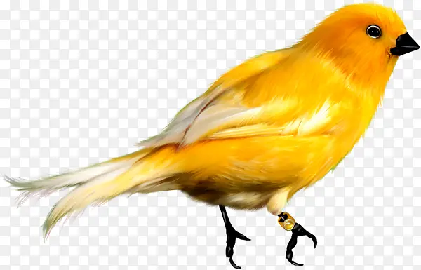 手绘黄色小鸟