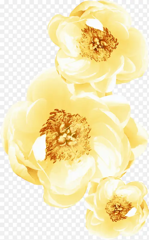 浅黄色花朵黄花