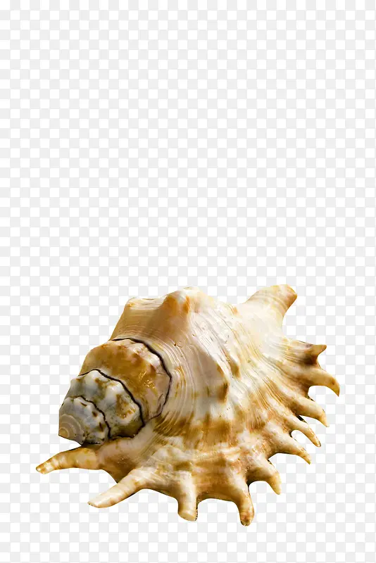 装饰海螺
