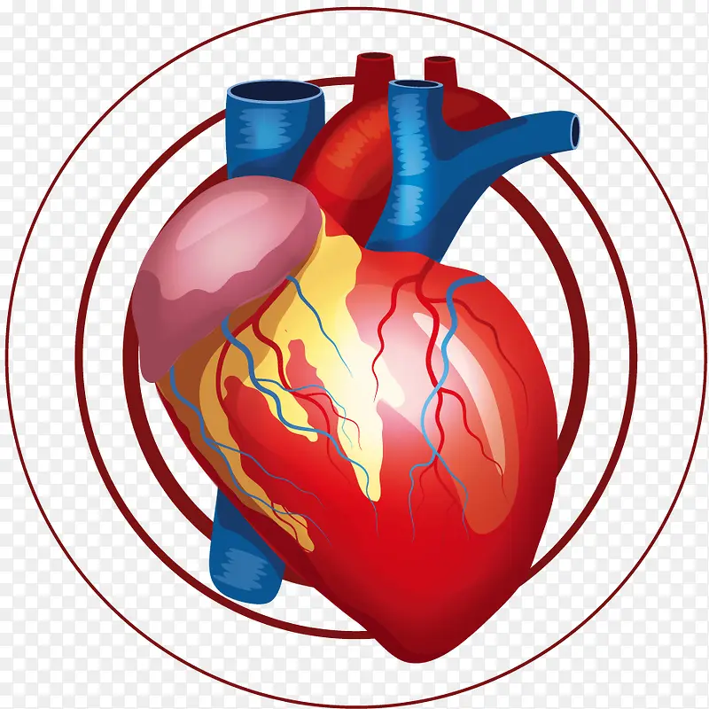 矢量心脏器官循环