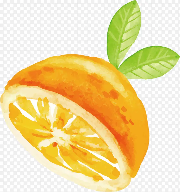 水彩橙子矢量图