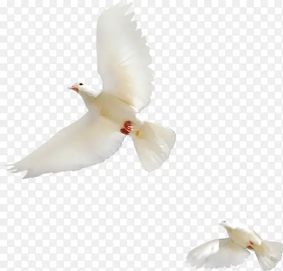 两只白鸽和平鸽国庆节