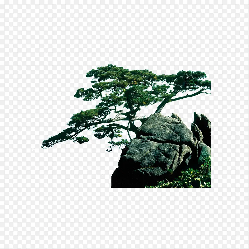 迎客松石头