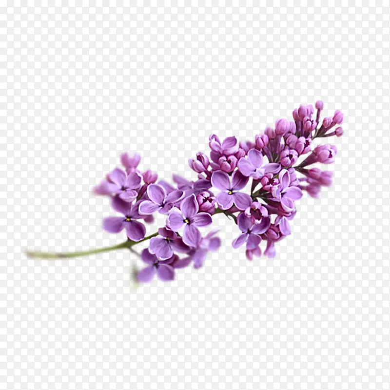 手绘紫色小花花枝