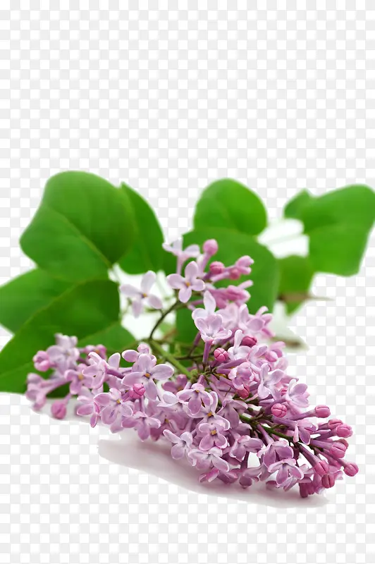 一束紫色的花