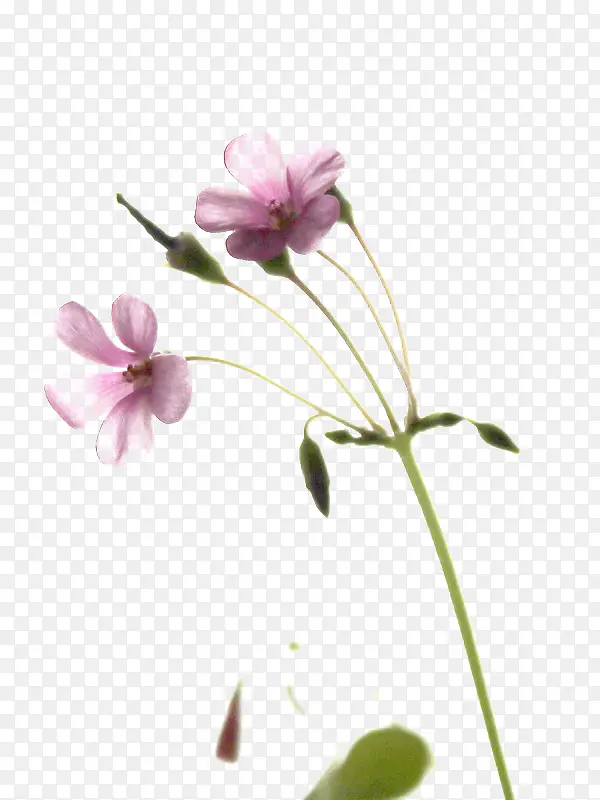 鲜花粉紫花野花