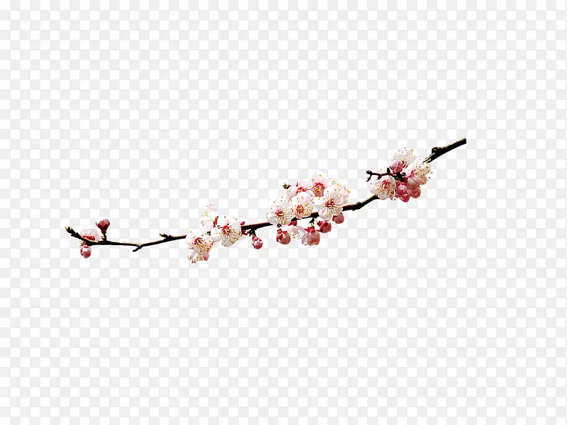 梅花枝