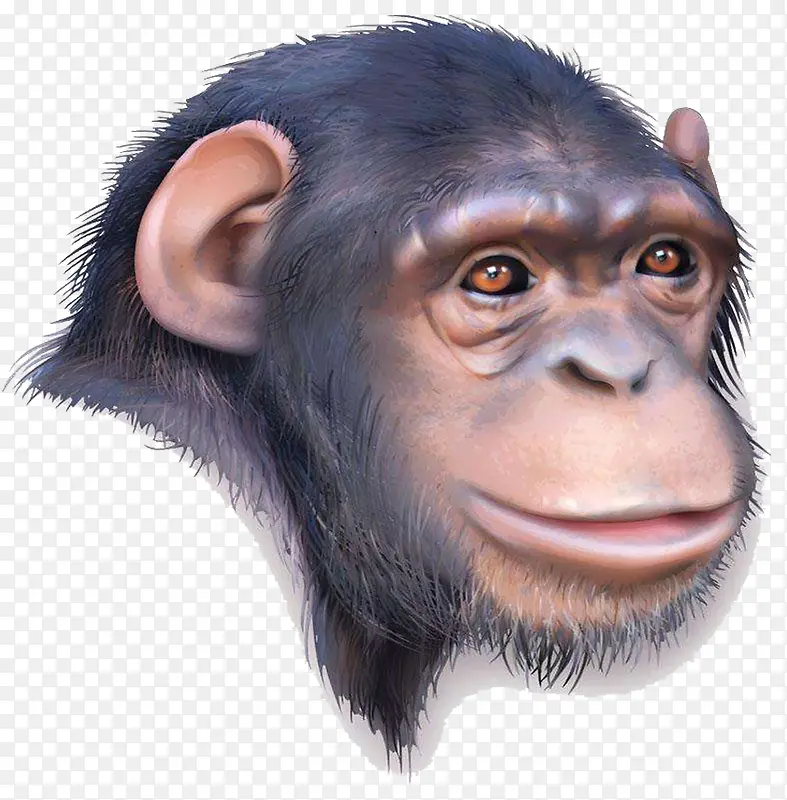 猿人头型