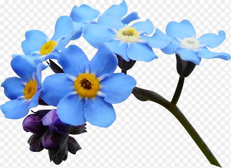 蓝色包春华植物
