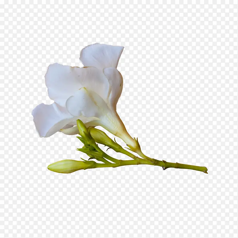 白色 花朵