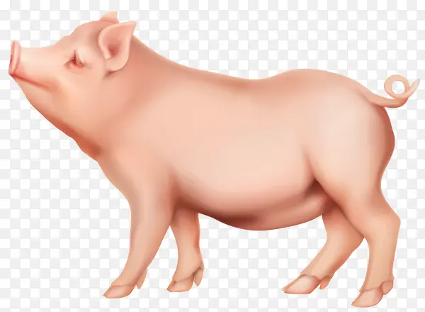 粉嫩的小胖猪