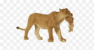 母狮子叼小狮子