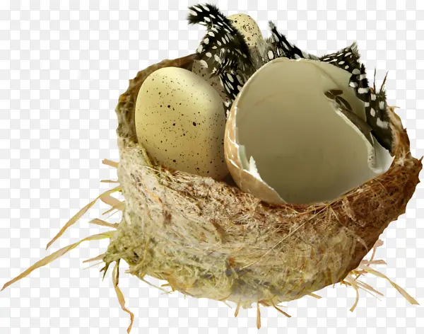 鸟窝蛋壳