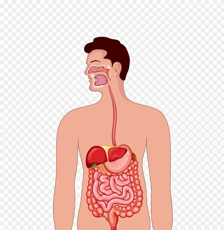 人体肠胃器官图