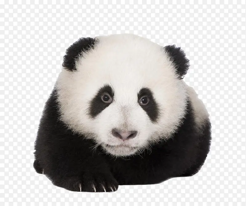 趴着的熊猫