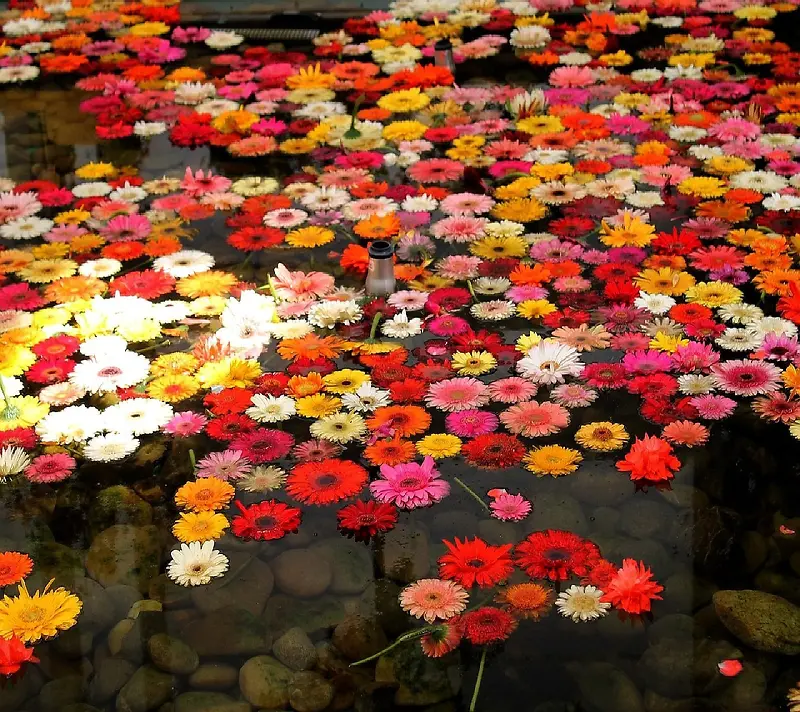 水面上的菊花花朵