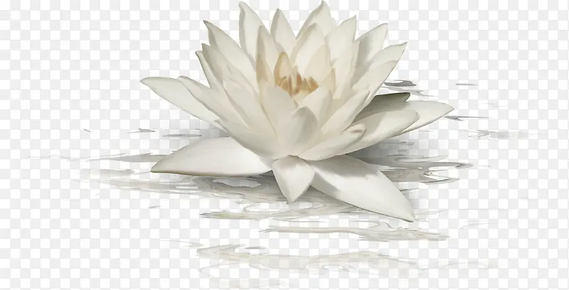 白色花朵水面图片