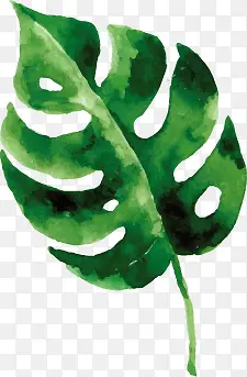 绿色手绘龟背竹叶片