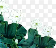 水墨画荷花