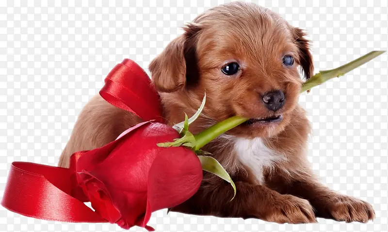 送玫瑰的小狗