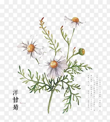 洋甘菊