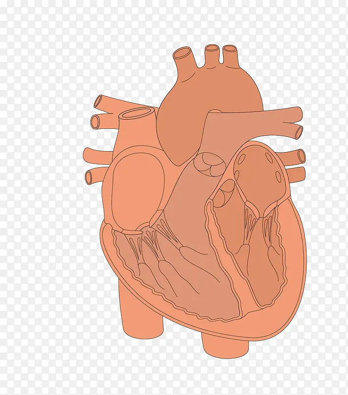 矢量人体器官心脏血管