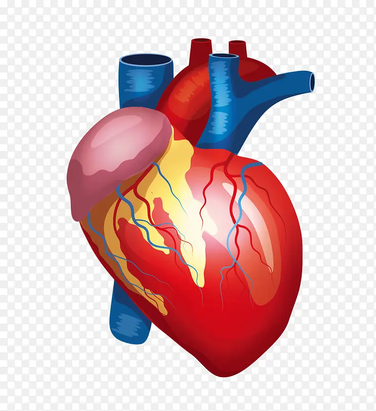 矢量人体器官医疗解剖心脏血管