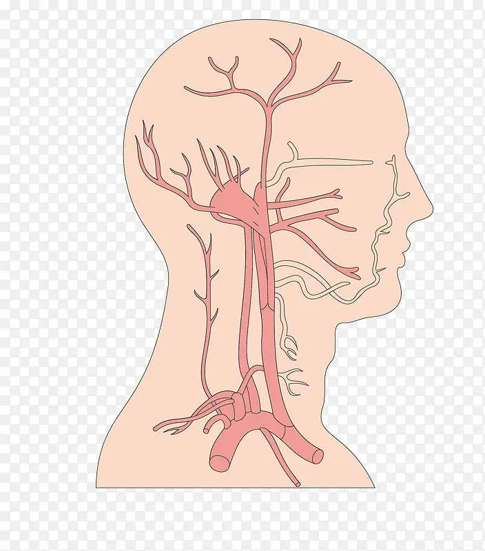 矢量人体器官脑血管