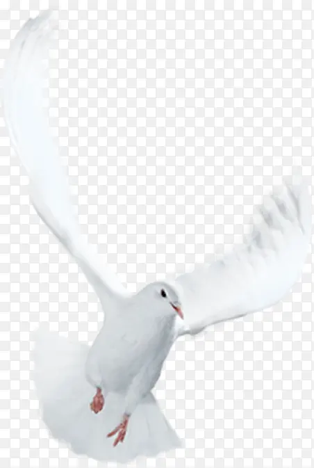 白色展翅海鸟