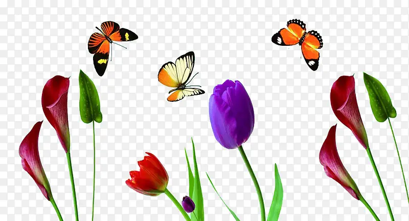 郁金香和蝴蝶