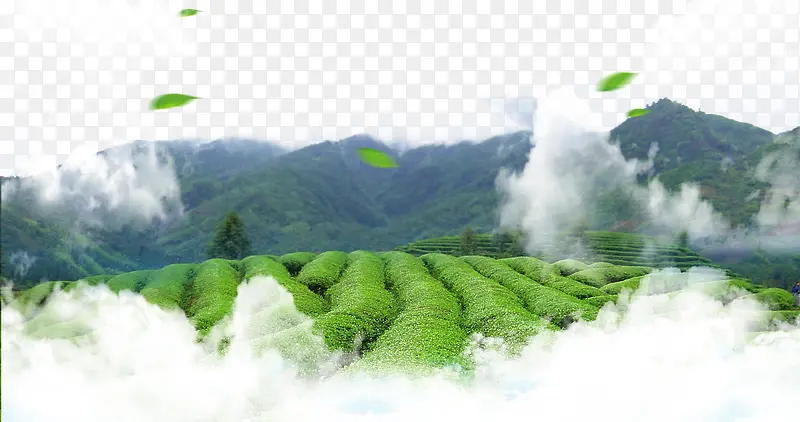 绿色茶园