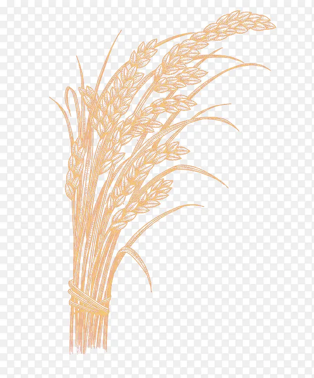 水稻单色绘画装饰素材