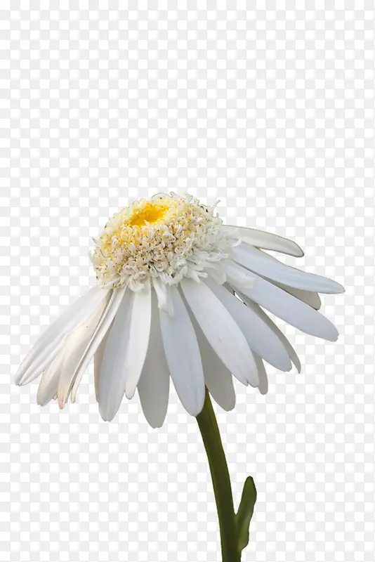 唯美小白花