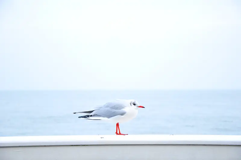 白色简约海边海鸥