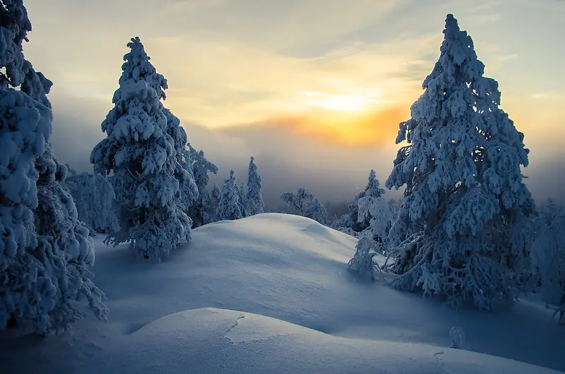 夕阳下的雪地小树