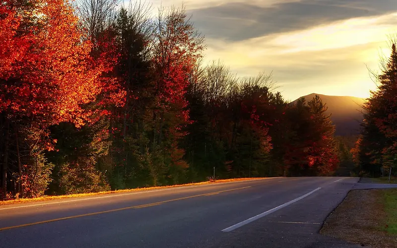 秋天的红色树林马路海报背景