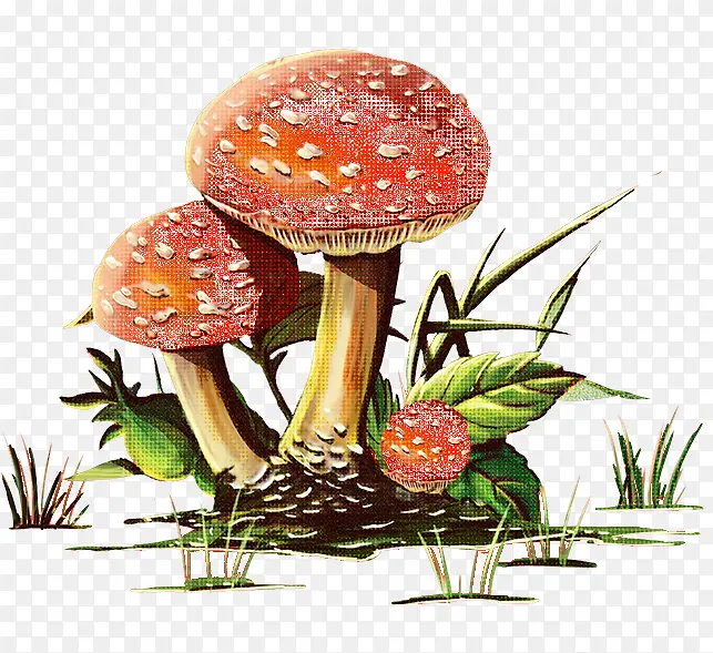 手绘蘑菇叶子小草