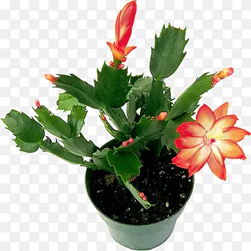 花奔专辑