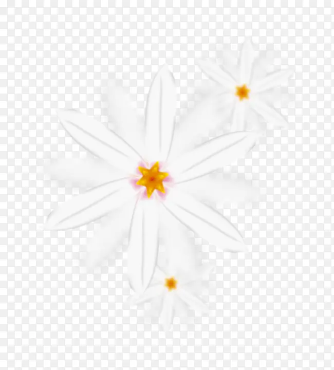 精美白色野菊花