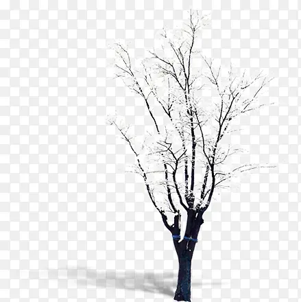 白雪压顶的树