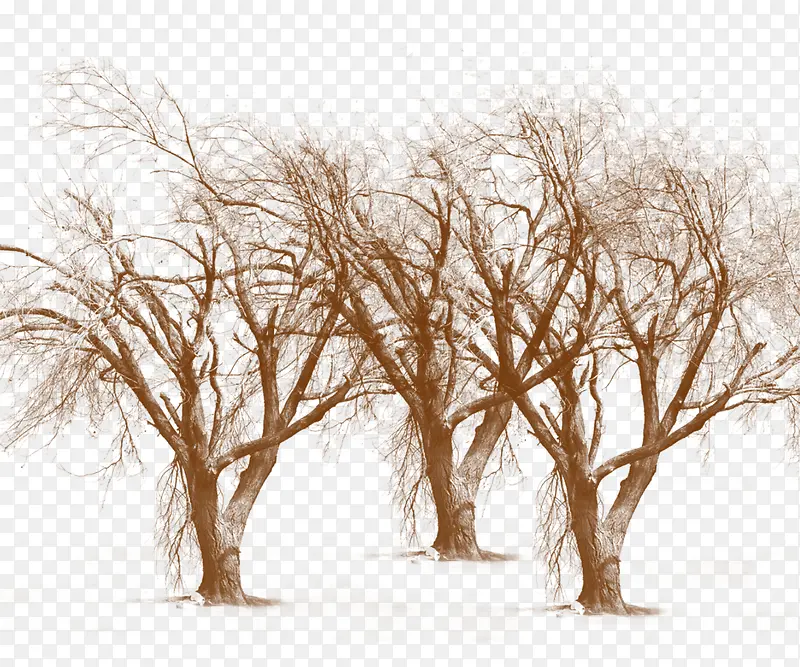 三棵枯树