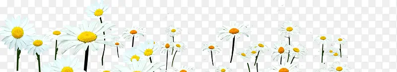 白色野菊花装饰边框