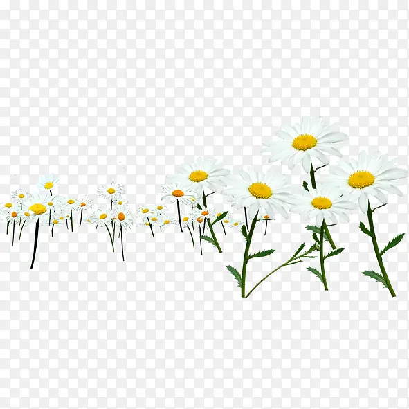 小白花的净白