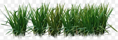 创意高清绿色的小麦稻田