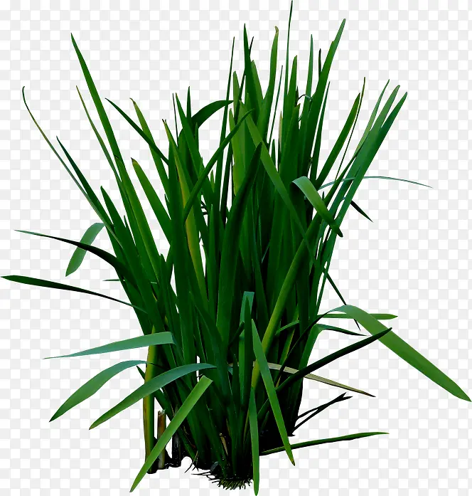 高清创意绿色草本植物小麦