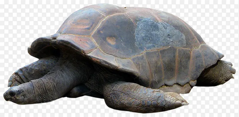 睡觉的大陆龟