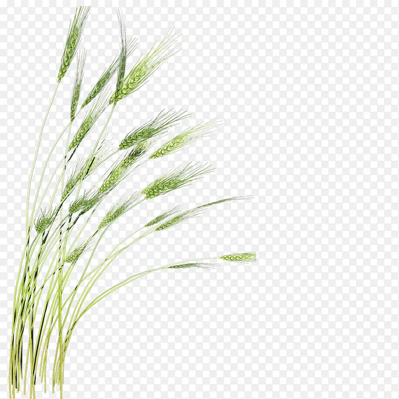 尾巴草小麦